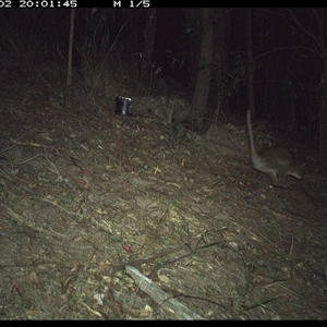 Macropodidae (family) (Unknown kangaroo or wallaby) at Pappinbarra, NSW - 2 Dec 2024 by jonvanbeest