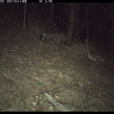 Macropodidae (family) (Unknown kangaroo or wallaby) at Pappinbarra, NSW - 2 Dec 2024 by jonvanbeest