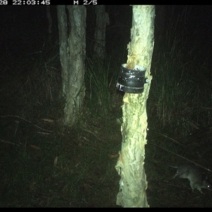 Perameles nasuta (Long-nosed Bandicoot) at Crescent Head, NSW - 28 Feb 2025 by JoelStibbardBCT