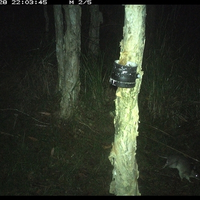 Perameles nasuta (Long-nosed Bandicoot) at Crescent Head, NSW - 28 Feb 2025 by JoelStibbardBCT