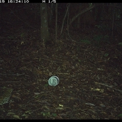 Zoothera lunulata (Bassian Thrush) at Comboyne, NSW - 19 Nov 2024 by Akania