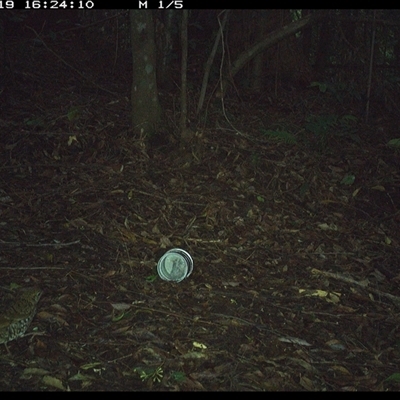 Zoothera lunulata (Bassian Thrush) at Comboyne, NSW - 19 Nov 2024 by Akania