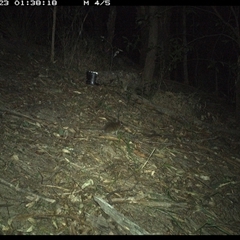 Rattus rattus at Pappinbarra, NSW - 23 Dec 2024 by jonvanbeest
