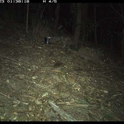 Rattus rattus at Pappinbarra, NSW - 23 Dec 2024 by jonvanbeest