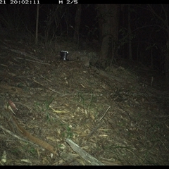 Sminthopsis murina (Common Dunnart) at Pappinbarra, NSW - 21 Jan 2025 by jonvanbeest