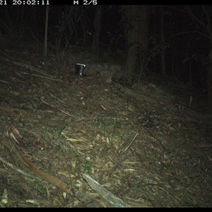 Sminthopsis murina (Common Dunnart) at Pappinbarra, NSW - 21 Jan 2025 by jonvanbeest
