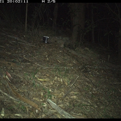 Sminthopsis murina (Common Dunnart) at Pappinbarra, NSW - 21 Jan 2025 by jonvanbeest