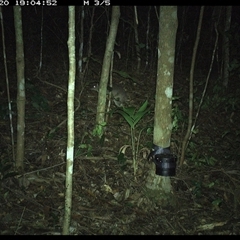 Peramelidae (family) (Unidentified Bandicoot) at Comboyne, NSW - 20 Oct 2024 by Akania