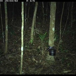 Peramelidae (family) (Unidentified Bandicoot) at Comboyne, NSW - 20 Oct 2024 by Akania