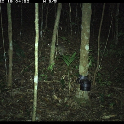 Peramelidae (family) (Unidentified Bandicoot) at Comboyne, NSW - 20 Oct 2024 by Akania