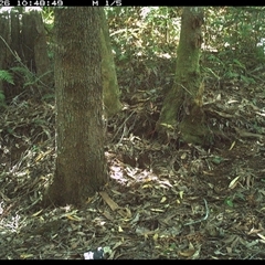Zoothera lunulata (Bassian Thrush) at Comboyne, NSW - 26 Nov 2024 by Akania