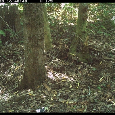 Zoothera lunulata (Bassian Thrush) at Comboyne, NSW - 26 Nov 2024 by Akania