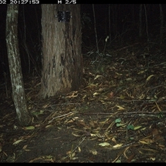 Perameles nasuta (Long-nosed Bandicoot) at Pappinbarra, NSW - 2 Jan 2025 by jonvanbeest