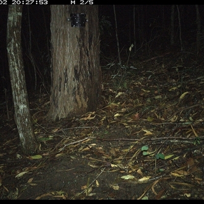 Perameles nasuta (Long-nosed Bandicoot) at Pappinbarra, NSW - 2 Jan 2025 by jonvanbeest