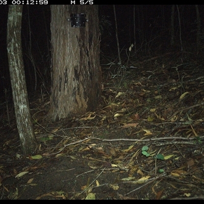 Muridae (family) (Unidentfied rodent) at Pappinbarra, NSW - 3 Jan 2025 by jonvanbeest