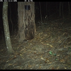 Rattus rattus at Pappinbarra, NSW - 5 Jan 2025 by jonvanbeest