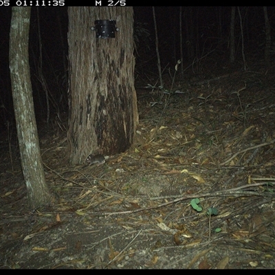 Rattus rattus at Pappinbarra, NSW - 5 Jan 2025 by jonvanbeest