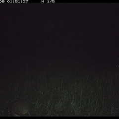 Thylogale thetis (Red-necked Pademelon) at Gum Scrub, NSW - 8 Nov 2024 by carinya