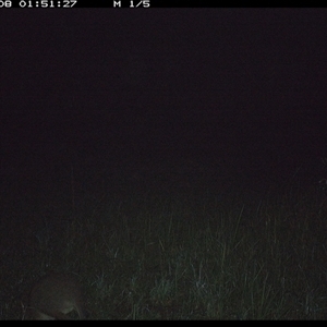 Thylogale thetis (Red-necked Pademelon) at Gum Scrub, NSW - 8 Nov 2024 by carinya