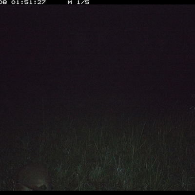 Thylogale thetis (Red-necked Pademelon) at Gum Scrub, NSW - 8 Nov 2024 by carinya
