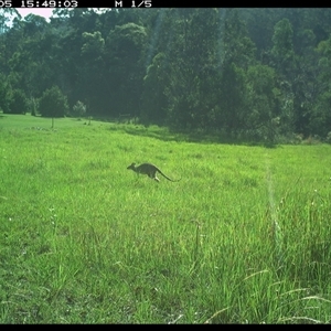Notamacropus rufogriseus (Red-necked Wallaby) at Gum Scrub, NSW - 5 Dec 2024 by carinya