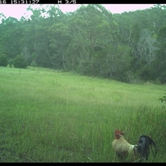 Gallus gallus (Red Junglefowl (Domestic)) at Gum Scrub, NSW - 16 Jan 2025 by carinya