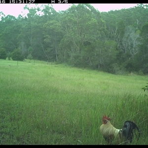 Gallus gallus (Red Junglefowl (Domestic)) at Gum Scrub, NSW - 16 Jan 2025 by carinya