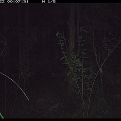 Peramelidae (family) (Unidentified Bandicoot) at Gum Scrub, NSW - 22 Oct 2024 by carinya