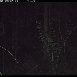 Peramelidae (family) (Unidentified Bandicoot) at Gum Scrub, NSW - 22 Oct 2024 by carinya