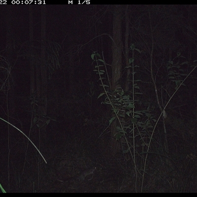 Peramelidae (family) (Unidentified Bandicoot) at Gum Scrub, NSW - 22 Oct 2024 by carinya