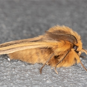 Anthela ocellata (Eyespot Anthelid moth) at Symonston, ACT - 8 Sep 2025 by rawshorty