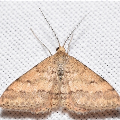Scopula rubraria (Reddish Wave, Plantain Moth) at Jerrabomberra, NSW - 7 Sep 2025 by DianneClarke