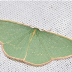 Chlorocoma dichloraria (Guenee's or Double-fringed Emerald) by DianneClarke