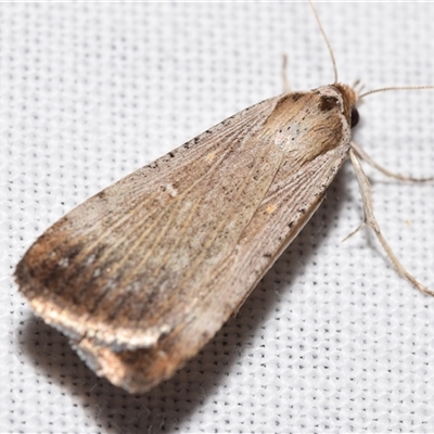 Tathorhynchus fallax (Australian Alfalfa Moth) at Jerrabomberra, NSW - 7 Sep 2025 by DianneClarke
