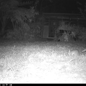Perameles nasuta (Long-nosed Bandicoot) at Lindfield, NSW - 4 Sep 2025 by DonnaP