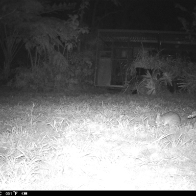 Perameles nasuta (Long-nosed Bandicoot) at Lindfield, NSW - 4 Sep 2025 by DonnaP