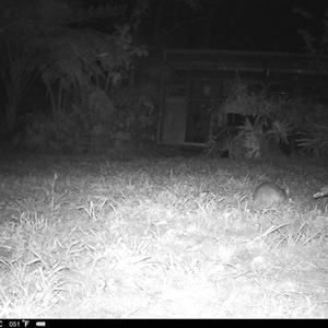 Perameles nasuta at Lindfield, NSW - 4 Sep 2025 10:29 PM