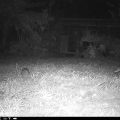 Perameles nasuta at Lindfield, NSW - 4 Sep 2025 10:29 PM