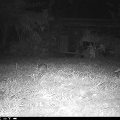 Perameles nasuta at Lindfield, NSW - 4 Sep 2025 10:29 PM