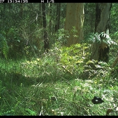 Unverified Insect at Riverside, NSW - 27 Jan 2025 by KoalaCA
