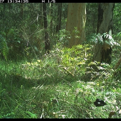 Unverified Insect at Riverside, NSW - 27 Jan 2025 by KoalaCA