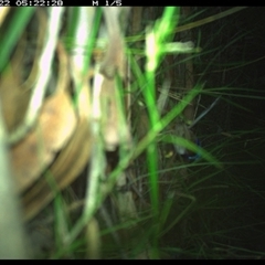 Malurus lamberti (Variegated Fairywren) at Riverside, NSW - 22 Jan 2025 by KoalaCA