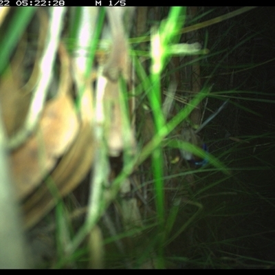 Malurus lamberti (Variegated Fairywren) at Riverside, NSW - 22 Jan 2025 by KoalaCA