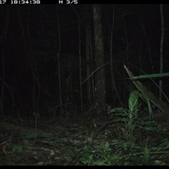 Macropodidae (family) (Unknown kangaroo or wallaby) at Byabarra, NSW - 17 Oct 2024 by Booyong