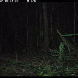 Macropodidae (family) (Unknown kangaroo or wallaby) at Byabarra, NSW - 17 Oct 2024 by Booyong