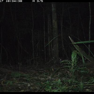 Macropodidae (family) (Unknown kangaroo or wallaby) at Byabarra, NSW - 17 Oct 2024 by Booyong