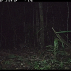 Macropodidae (family) at Byabarra, NSW - 17 Oct 2024 06:34 PM