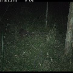 Macropodidae (family) (Unknown kangaroo or wallaby) at Byabarra, NSW - 24 Dec 2024 by Booyong