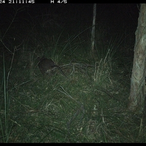Macropodidae (family) (Unknown kangaroo or wallaby) at Byabarra, NSW - 24 Dec 2024 by Booyong