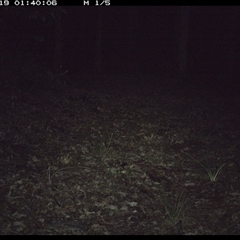 Peramelidae (family) (Unidentified Bandicoot) at Comboyne, NSW - 19 Oct 2024 by JoelStibbardBCT